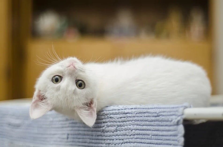 chaton blanc tapis