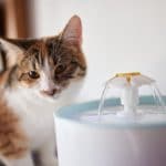Chat devant une fontaine à eau pour qu'il puisse boire