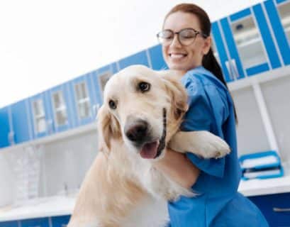 devenir assistant veterinaire