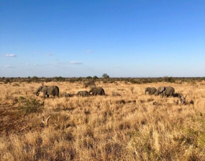 Parc national de Kruger en Afrique du Sud, lieu idéal pour un safari