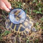 age stries carapace tortue