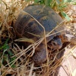 herbe pour tortue