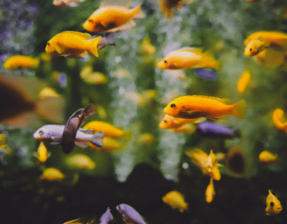 Petits poissons rouge dans un grand aquarium