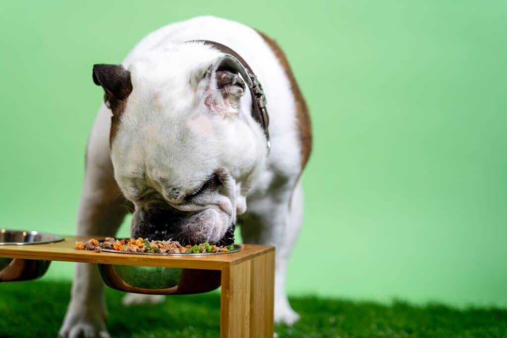 Bulldog qui mange ses nouvelles croquettes après sa transition alimentaire