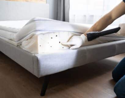 Expert montrant des punaises de lit sur un matelas avant de s'en débarrasser efficacement