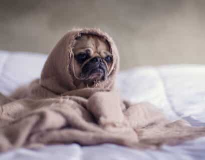 Petit chien enveloppé dans une couverture comme si il était malade