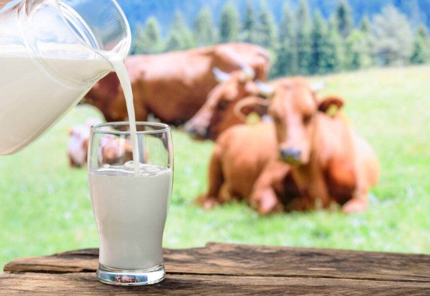 Verre de lait devant des bovins