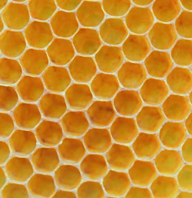 Nid d'abeille avec cire