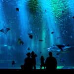 6 meilleurs aquarium bretagne