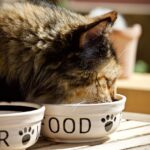 Chat mangeant sa nourriture dans sa gamelle