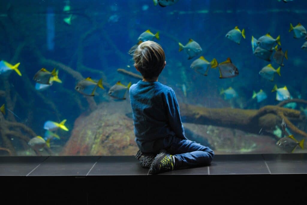 top 6 aquarium bretagne