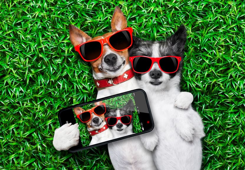 Couple de chiens avec des lunettes de soleil