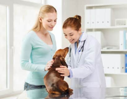 Vétérinaire regardant un chien