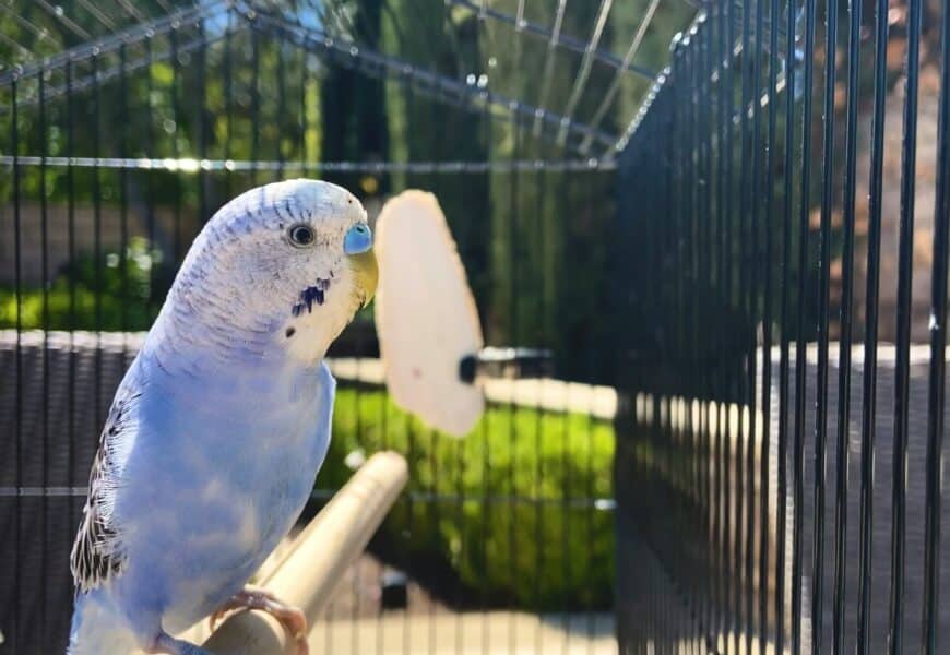 choisir la cage ideale pour oiseau
