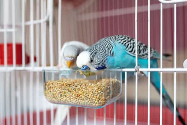 nourriture oiseau cage