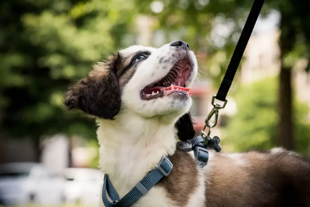 accessoires pour le bien-être de votre chien