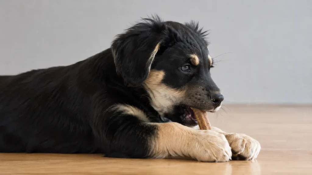 mordillement chez le chiot, jeune chien mâchant un produit à mâcher adapté