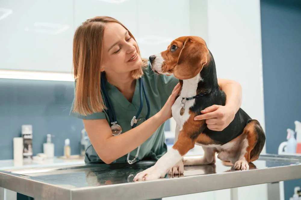 chien clinique vétérinaire urgence