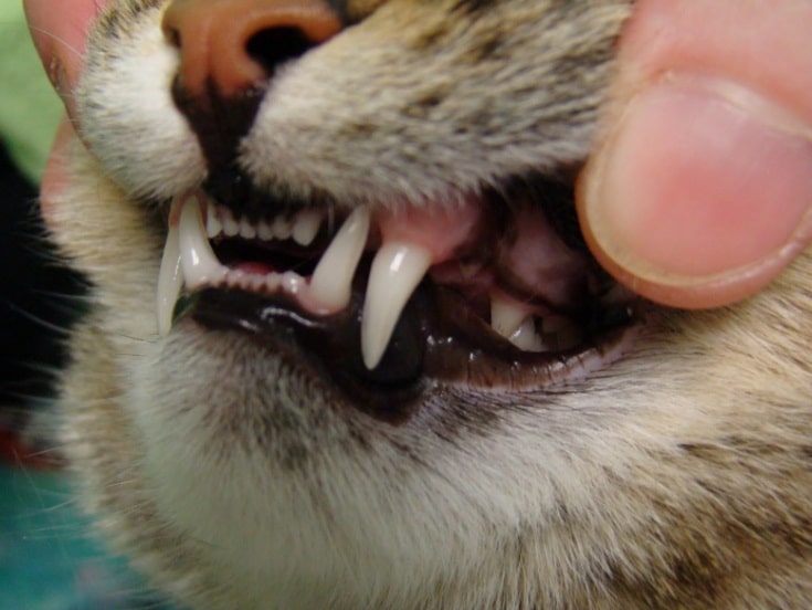 Pourquoi Le Chat Perd Il Ses Dents