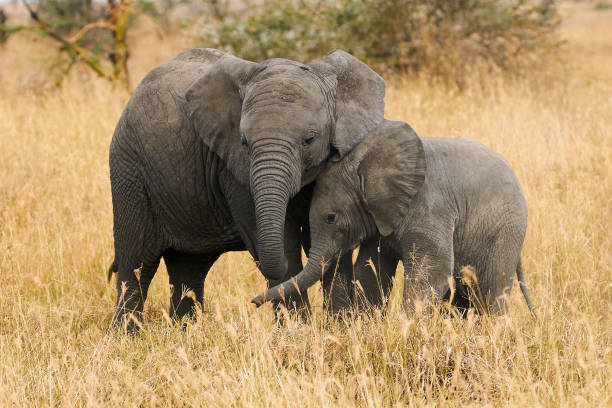 famille elephant