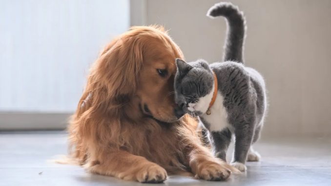 Un chat et un chien