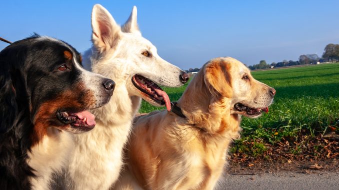 3 différentes races de chien