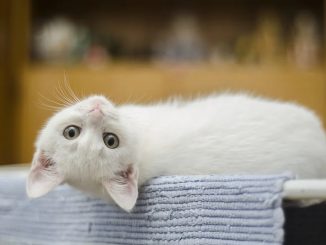chaton blanc tapis