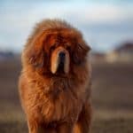 Mastiff du tibet à poils longs