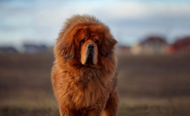 Mastiff du tibet à poils longs