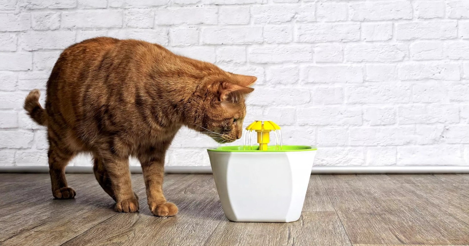 Chat qui s'hydrate grâce à une fontaine à eau