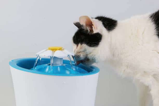 fontaine a eau pour chat