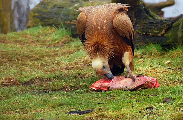 nourriture vautour