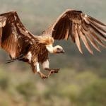 vautour qui fonce sur sa proie