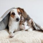 Chien et chat ensemble sous une couverte