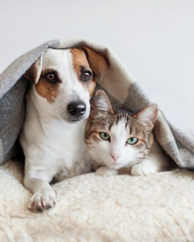 Chien et chat ensemble sous une couverte
