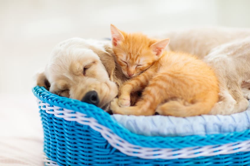 bébés chien et chat dormants dans un panier