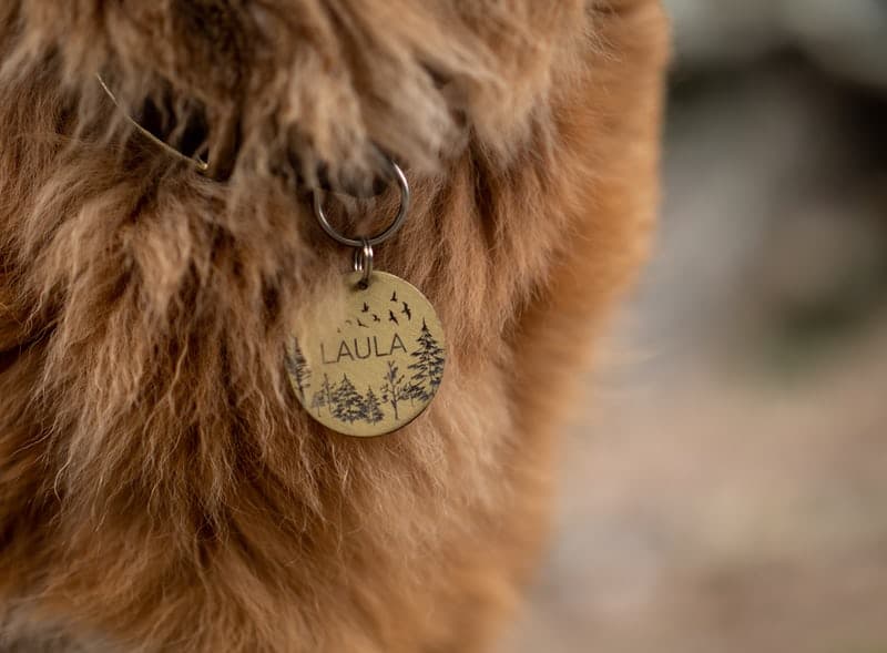 Gros plan sur un chien qui à une médaille d'identification où est marqué Laula et un motif