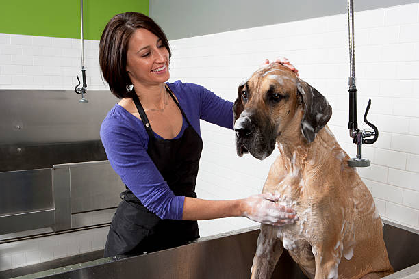 laver oreille chien maison