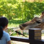 Girafe qui mange avec une jeune fille