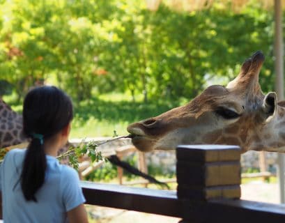 Girafe qui mange avec une jeune fille