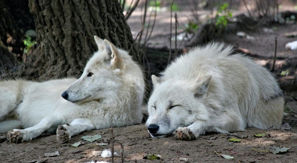 Deux loups blancs dans un enclos qui dorment
