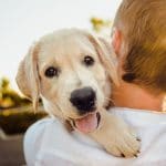 Comment trouver la meilleure assurance pour votre chien ?