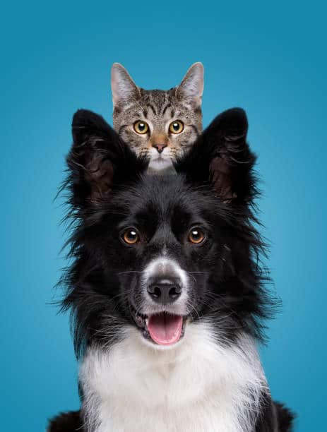 Portrait d'un chien et d'un chat pour décoration murale