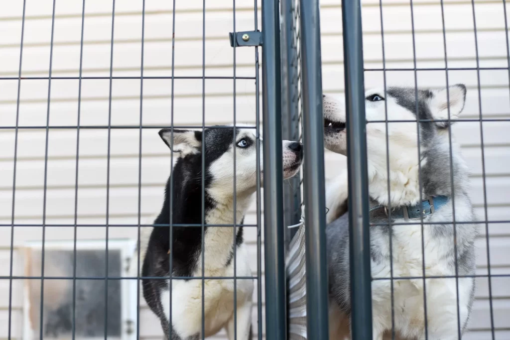 Deux chiens dans deux cages séparées