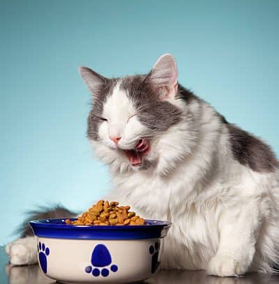 Chat gris et blanc qui manger une gamelle adaptée à son diabète