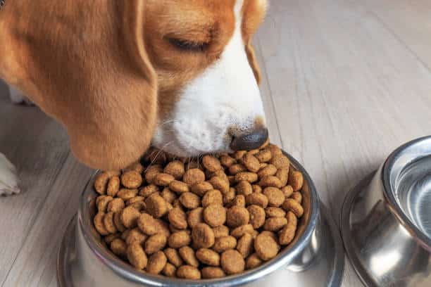 Beagle mangeant ses croquettes au bon grammage