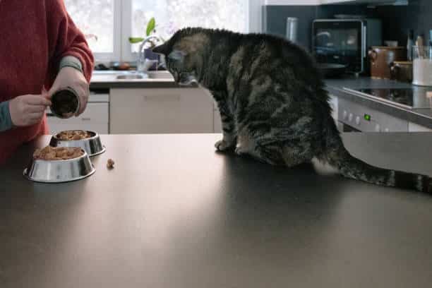 Maitre préparant la gamelle de son chat diabétique