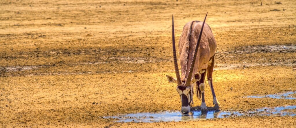 antilope s'abreuvant dans le parc national de Kgalagadi