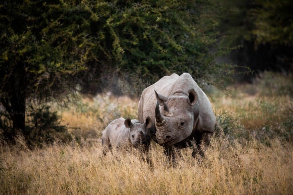 Rhinocéros dans le parc national de Kruger en Afrique du Sud