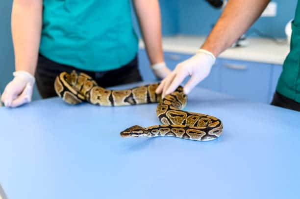 assistant veterinaire reptile